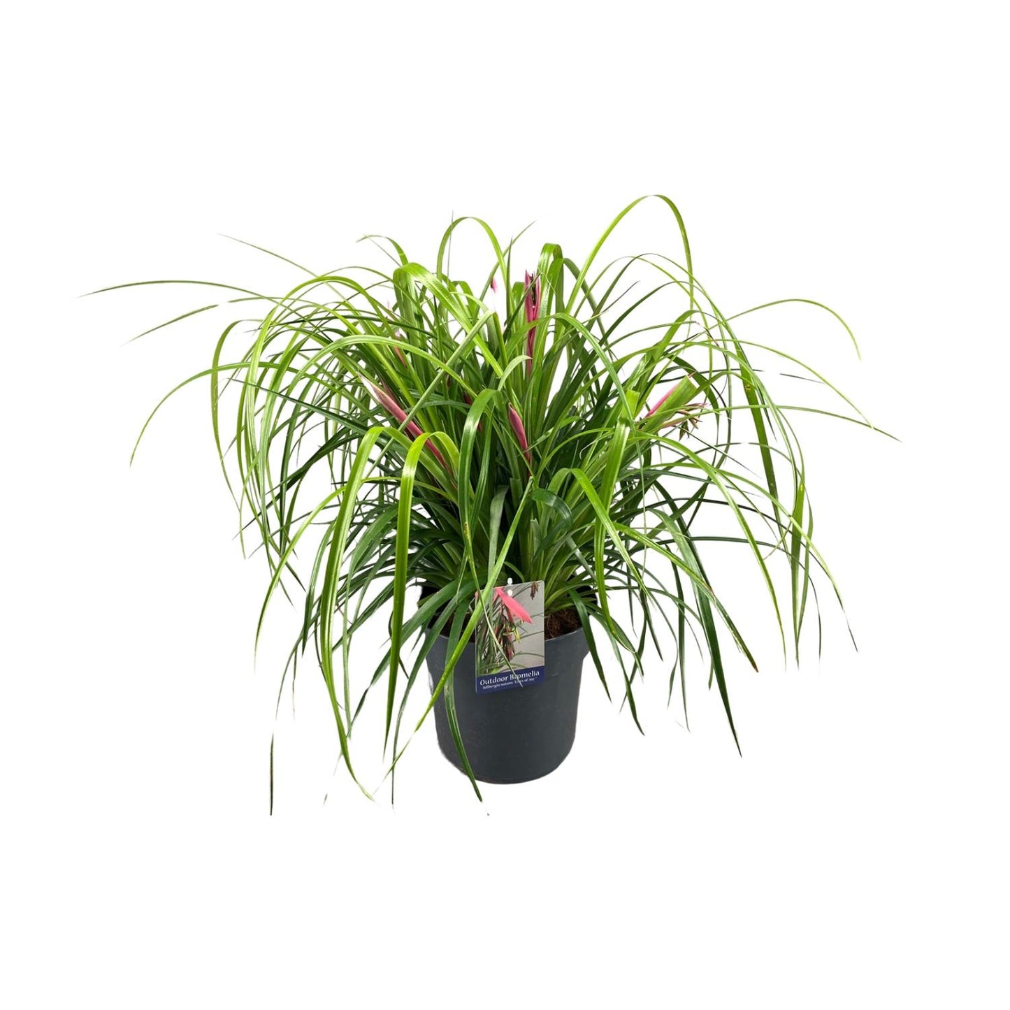 Billbergia Nutans Tears Of Joy - Ø24cm - Pflanzfix24