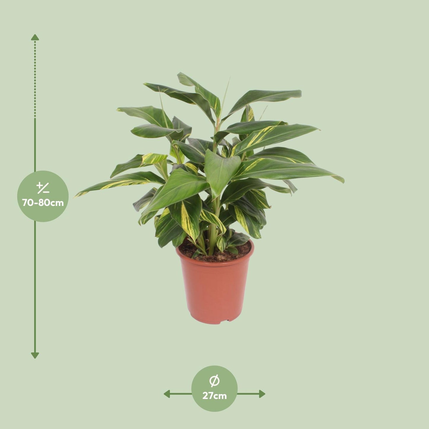Alpinia Zerumbet Variegata - Ø27cm - ↕80cm - Pflanzfix24