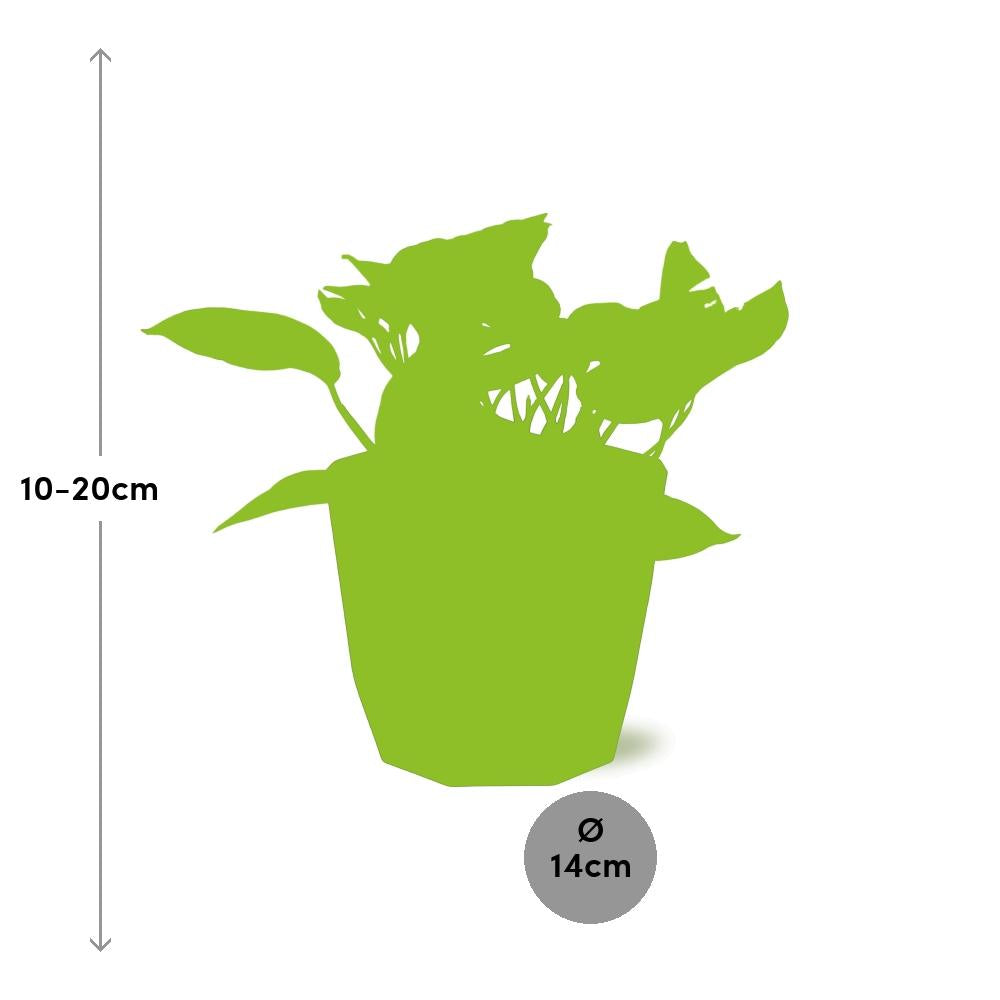 Scindapsus Marble Queen 14cm - Pflanzfix24