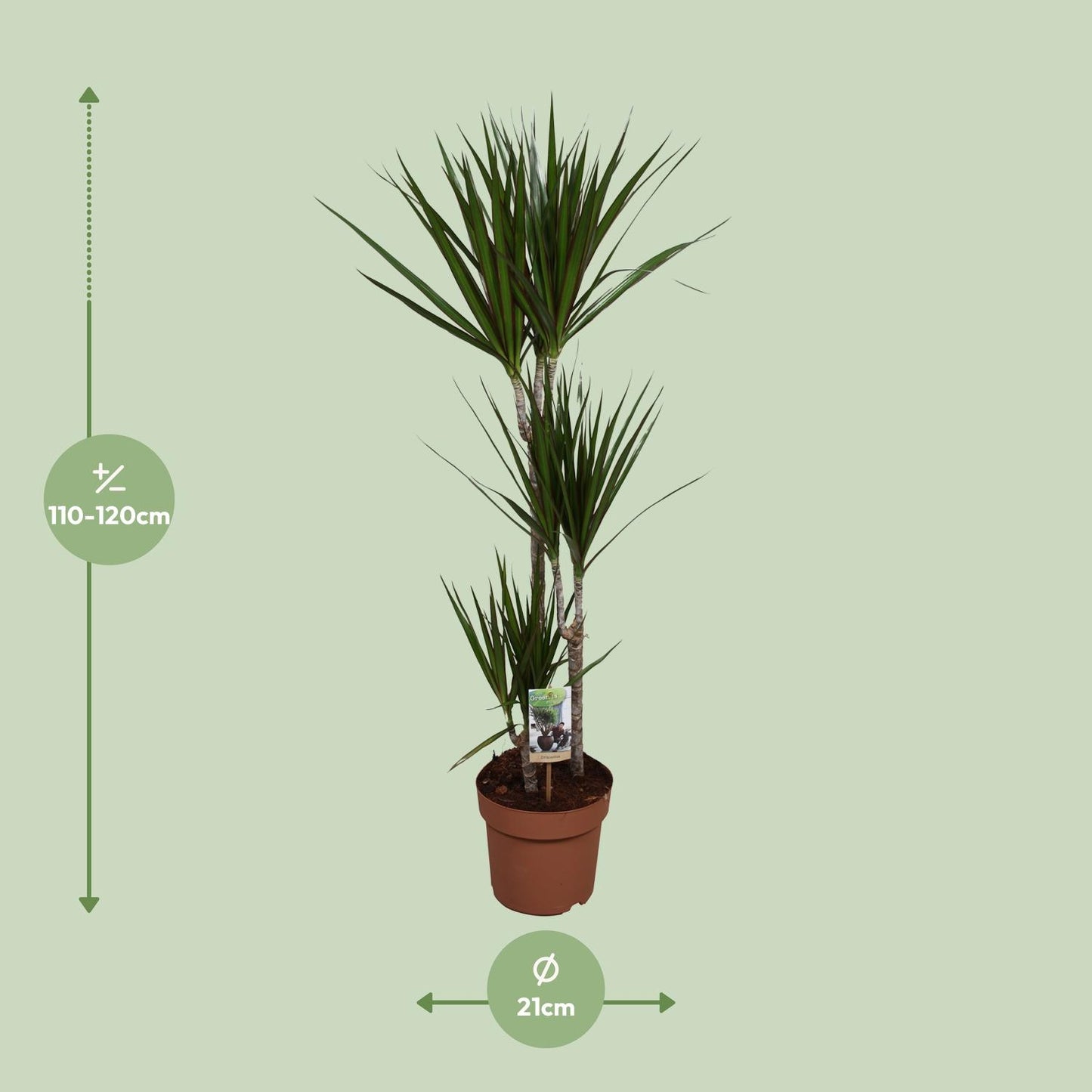 Dracaena Marginata - Indoor Plant - Pflanzfix24.de - Pflanzfix24.de