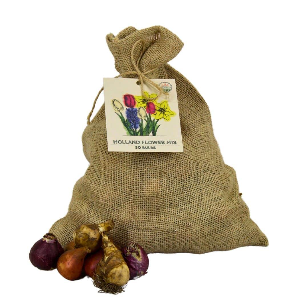 Flowerbulbs Amsterdam - Medium Holland Mix - 50 Blumenzwiebeln - Pflanzfix24