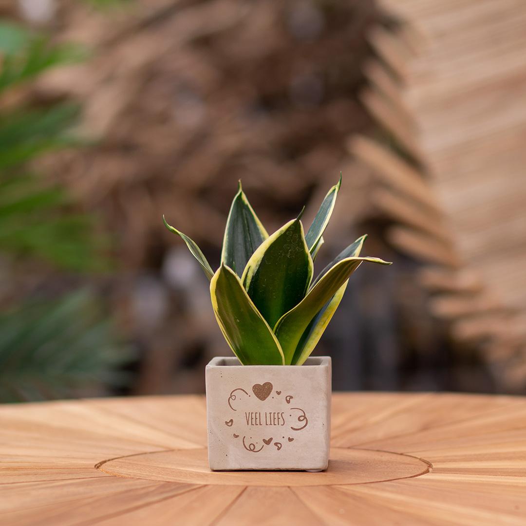 Congreet® Plantpot mit Sansevieria – persönliches, grünes Geschenk | Pflanzfix24