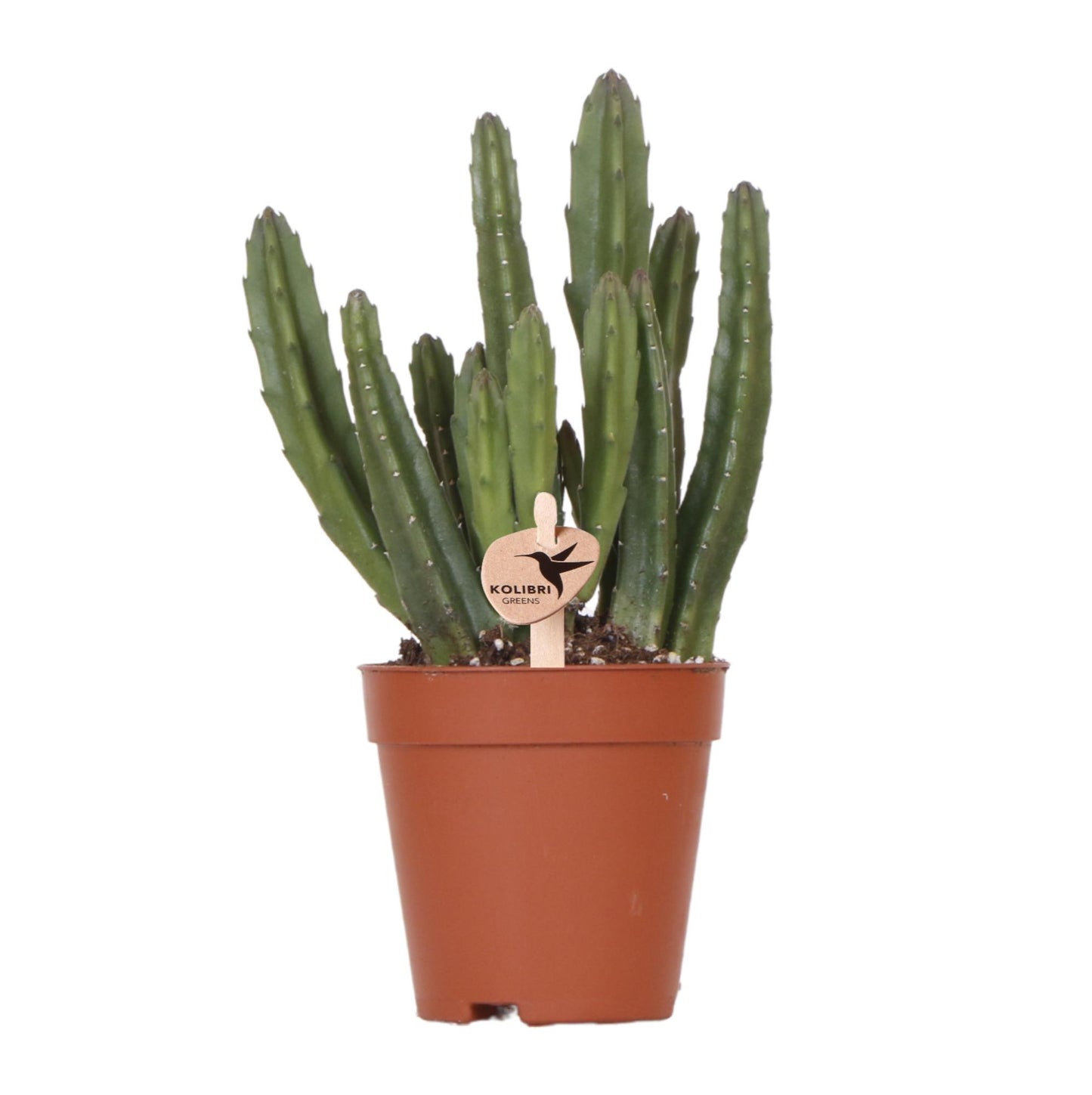 Stapelia Kaktus Ø9cm – Zimmerpflanze bei Pflanzfix24.de - Pflanzfix24.de