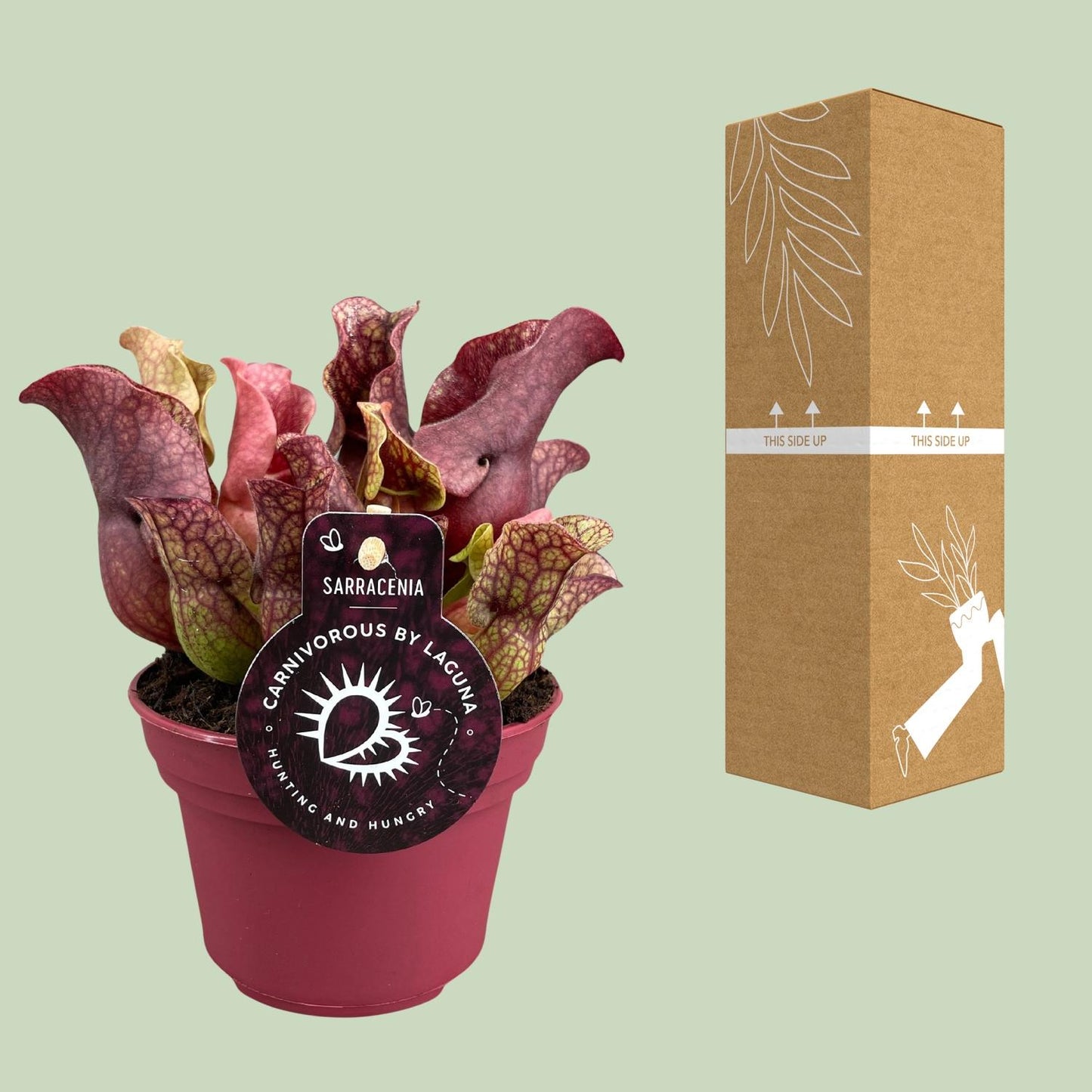 Sarracenia – Fleischfressende Pflanze Ø12cm – Pflanzfix24.de - Pflanzfix24.de