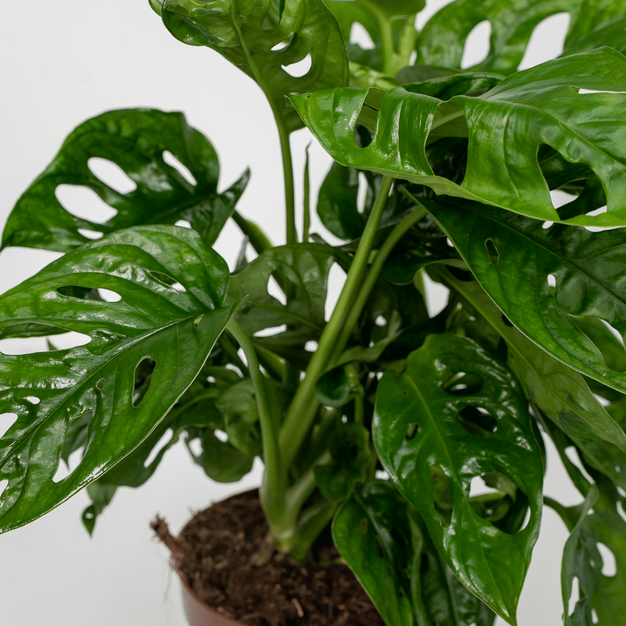 2x Monstera Monkey Leaf - Lochpflanze - 30cm - ø12 - Pflanzfix24.de - Pflanzfix24.de