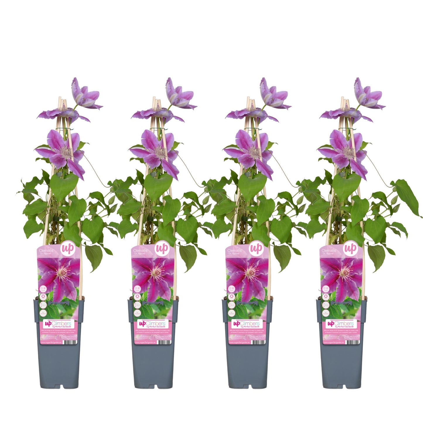 4x - Clematis Dr Ruppel - ↨65cm - Ø15 - Pflanzfix24