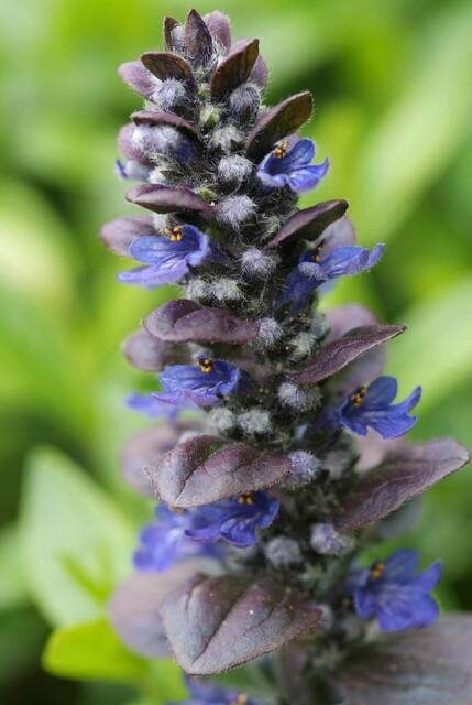 12x Ajuga reptans 'Catlin's Giant' - Pflanzfix24