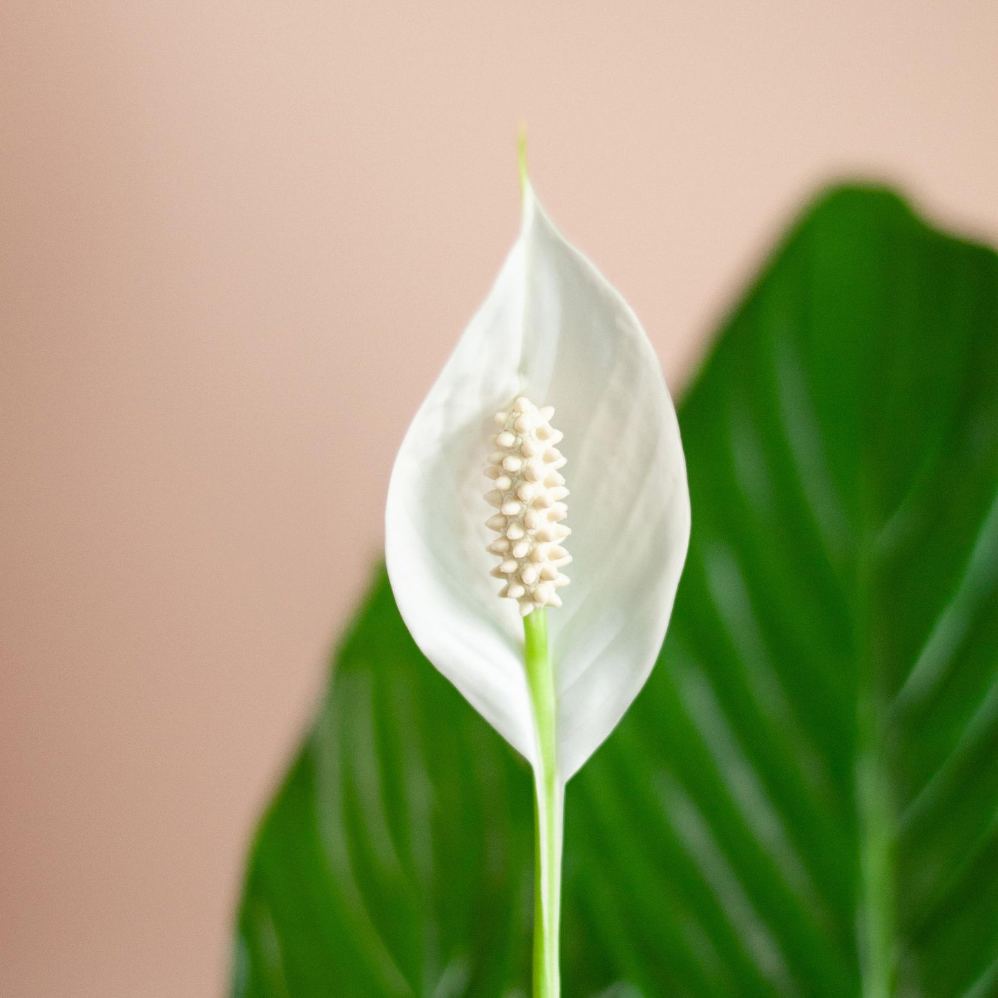 Spathiphyllum 80 cm mit Korb Sofia natur – Pflanzfix24.de - Pflanzfix24.de