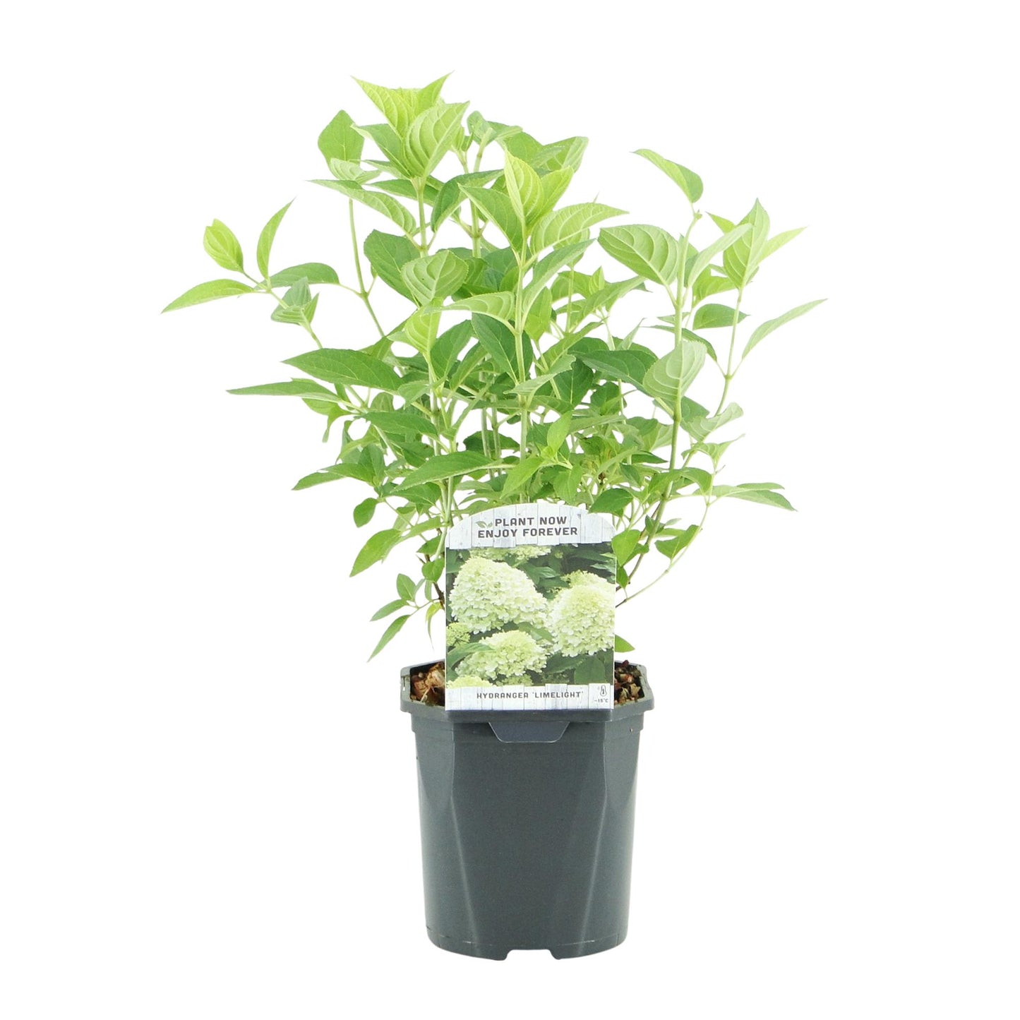Pflanzfix24 - Rispenhortensie - Hydrangea panniculata Limelight - Blüte Creme Weiß - 3 Pflanzen