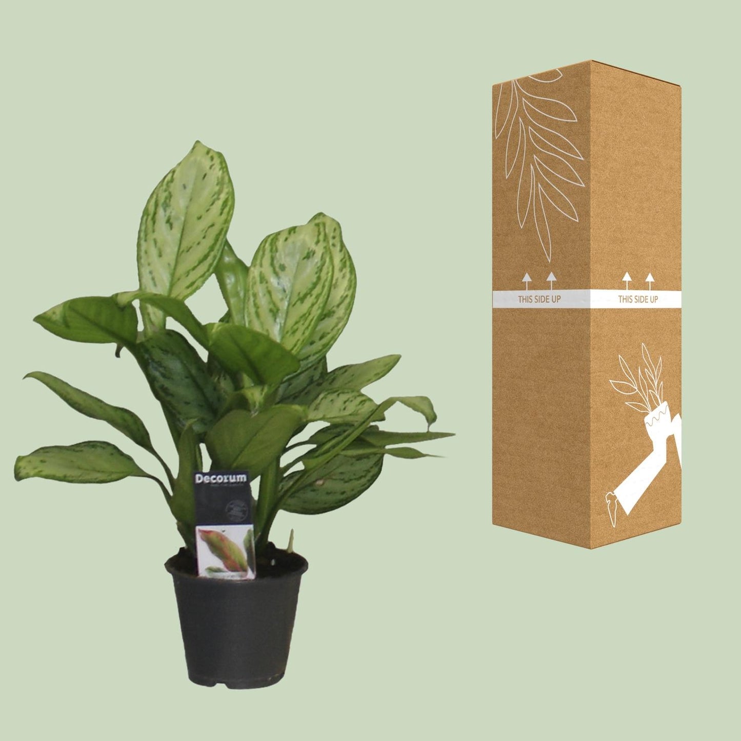 Aglaonema Christina - Ø12cm - ↕30cm bei Pflanzfix24