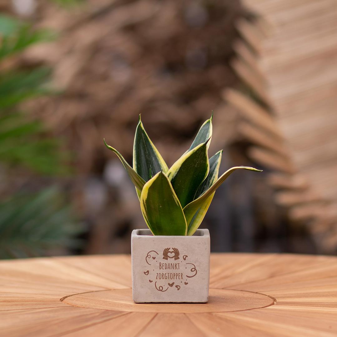 Congreet plantpots + Sansevieria | Bedankt zorgtopper - Pflanzfix24.de - Pflanzfix24.de