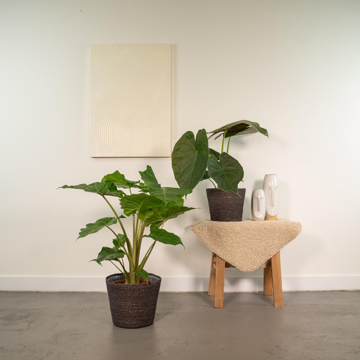 Alocasia Wentii & Portodora Set mit Korb - Pflanzfix24