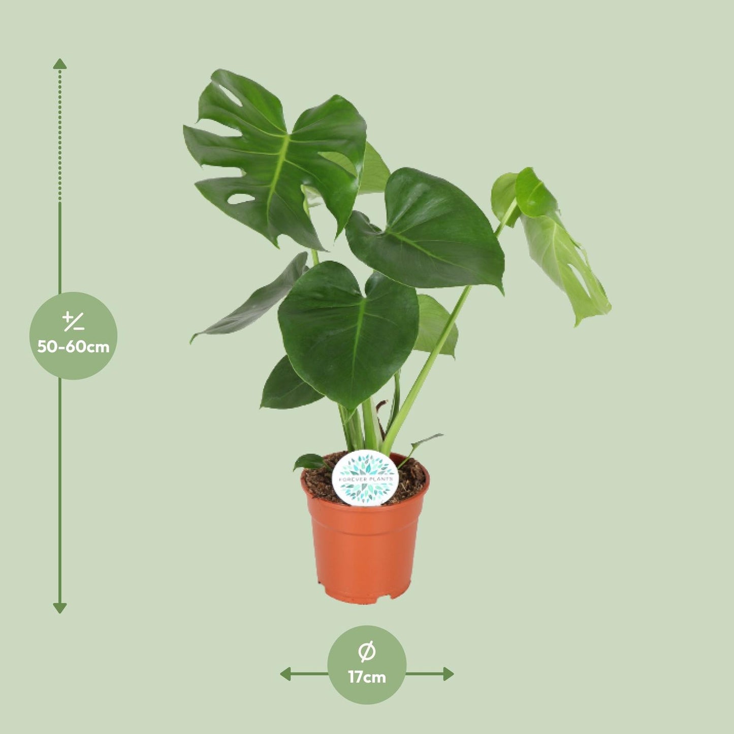 Monstera Deliciosa - Ø17cm - ↕55cm - Pflanzfix24.de - Pflanzfix24.de