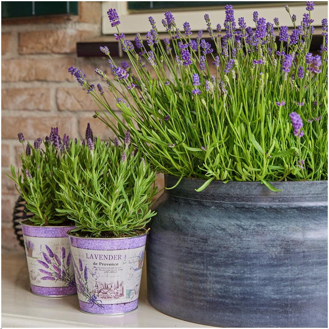 Lavandula stoechas Anouk® 3er-Set im Lavenderprint Dekotopf – Pflanzfix24.de - Pflanzfix24.de
