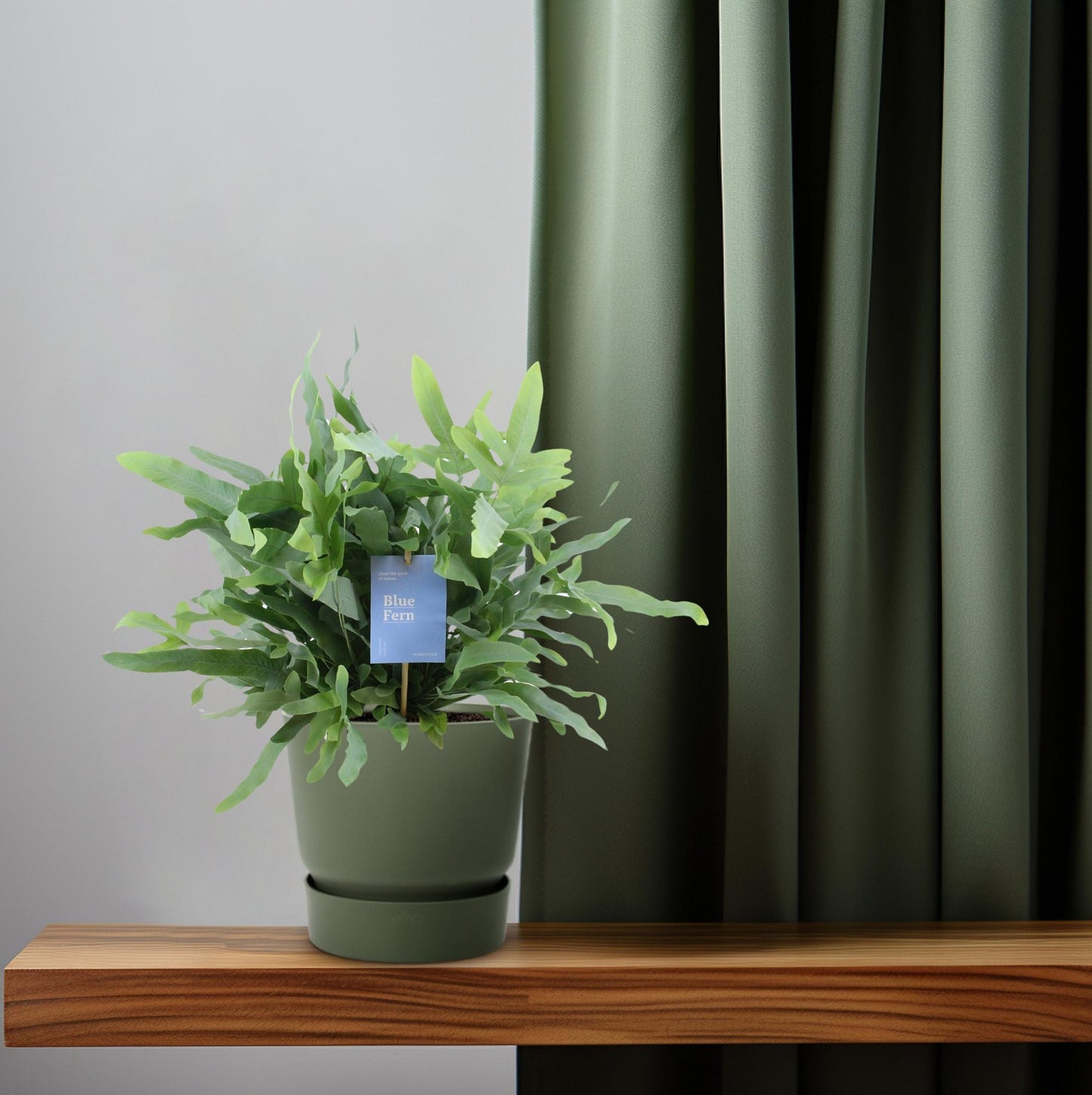 Phlebodium Blue Fern 40cm Ø14cm – Goldener Stummelfarn | Pflanzfix24.de - Pflanzfix24.de