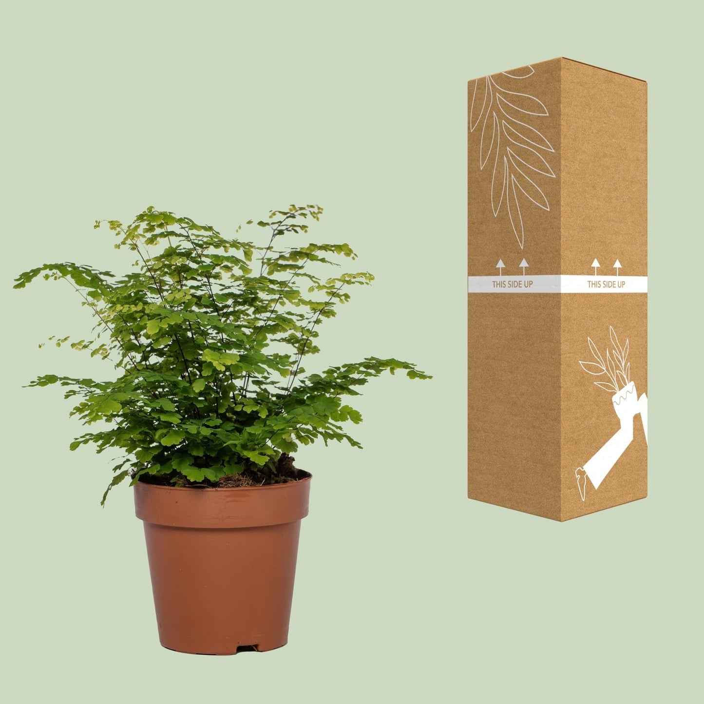Adiantum Fritz Luthi - Ø12cm - ↕35cm bei Pflanzfix24