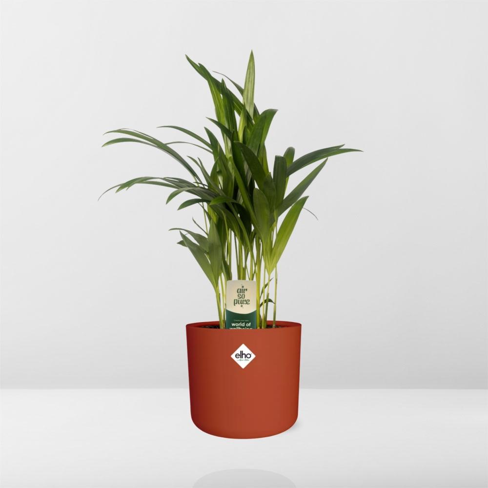 Dypsis Lutescens (Areca) 12cm - Bambuspalme - Pflanzfix24