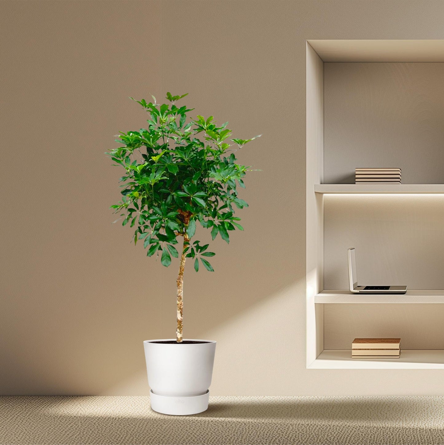 Schefflera op Stam 170cm Ø35cm | Tropische Zimmerpflanze | Pflanzfix24.de - Pflanzfix24.de
