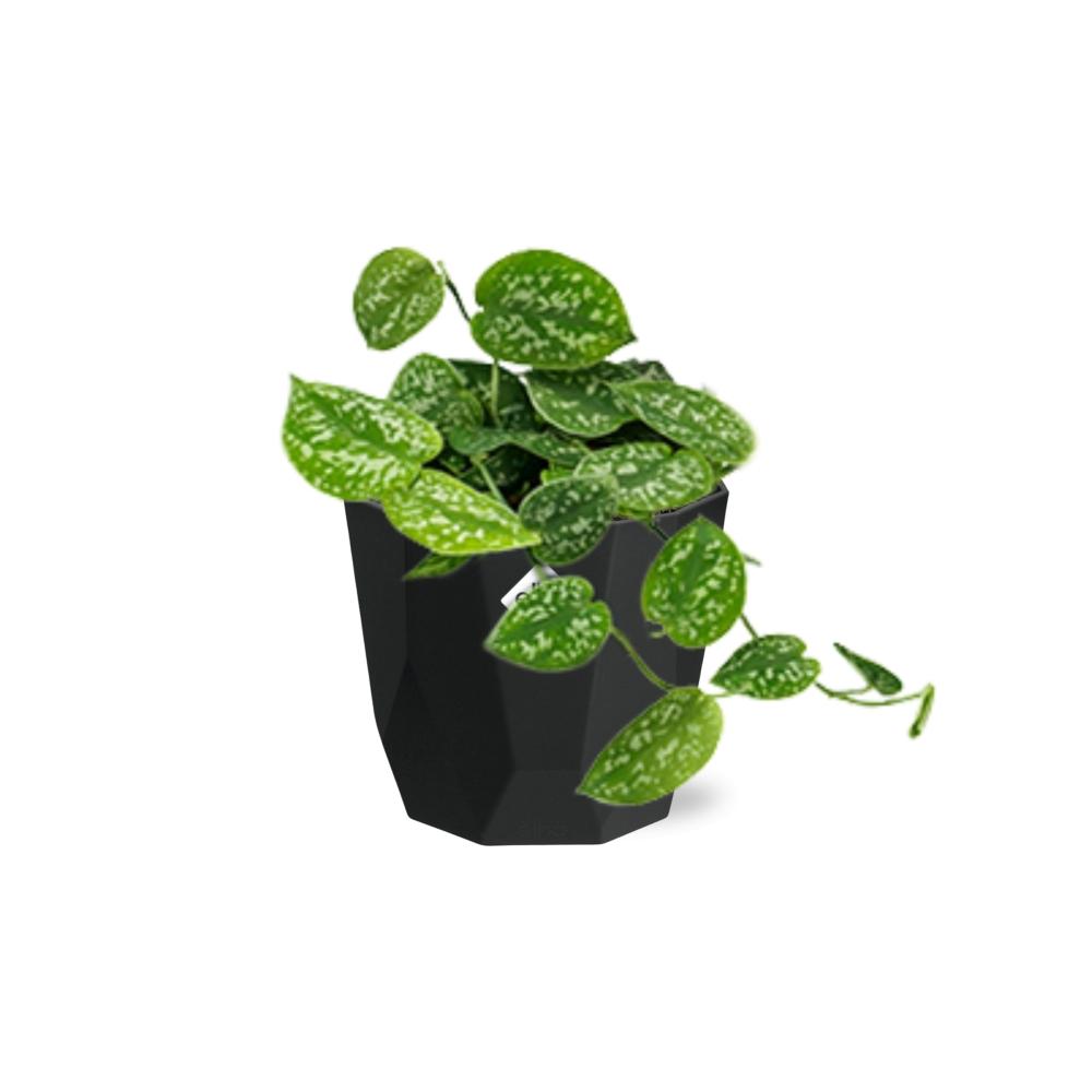 Scindapsus Pictus ‘Argyraeus’ - 14cm - b.for rock living black - Pflanzfix24