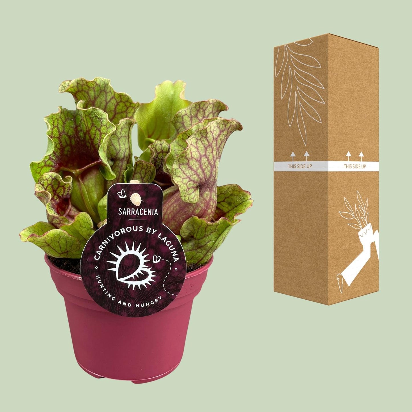 Sarracenia Schlauchpflanze Ø12cm – Fleischfresser – Pflanzfix24.de - Pflanzfix24.de