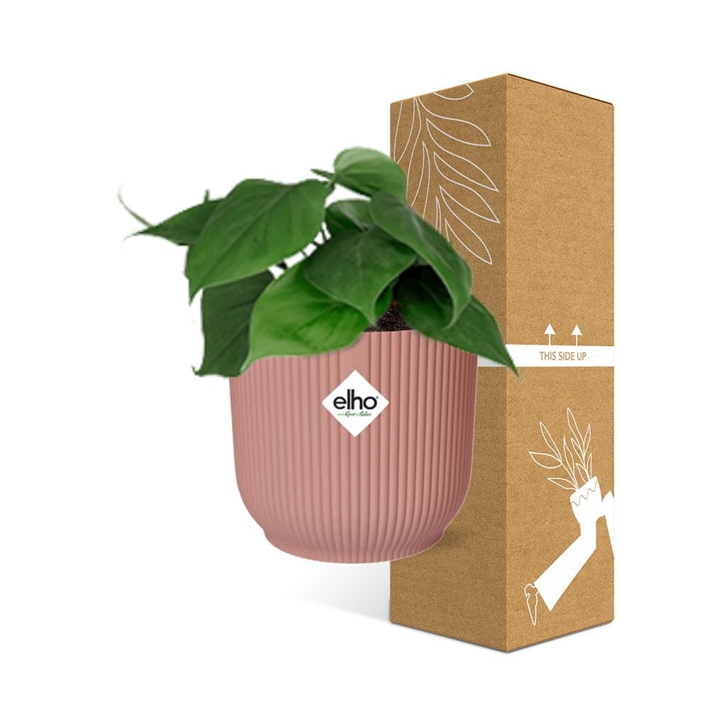 Philodendron Scandens in ELHO Vibes 14cm rosa Topf | Pflanzfix24.de