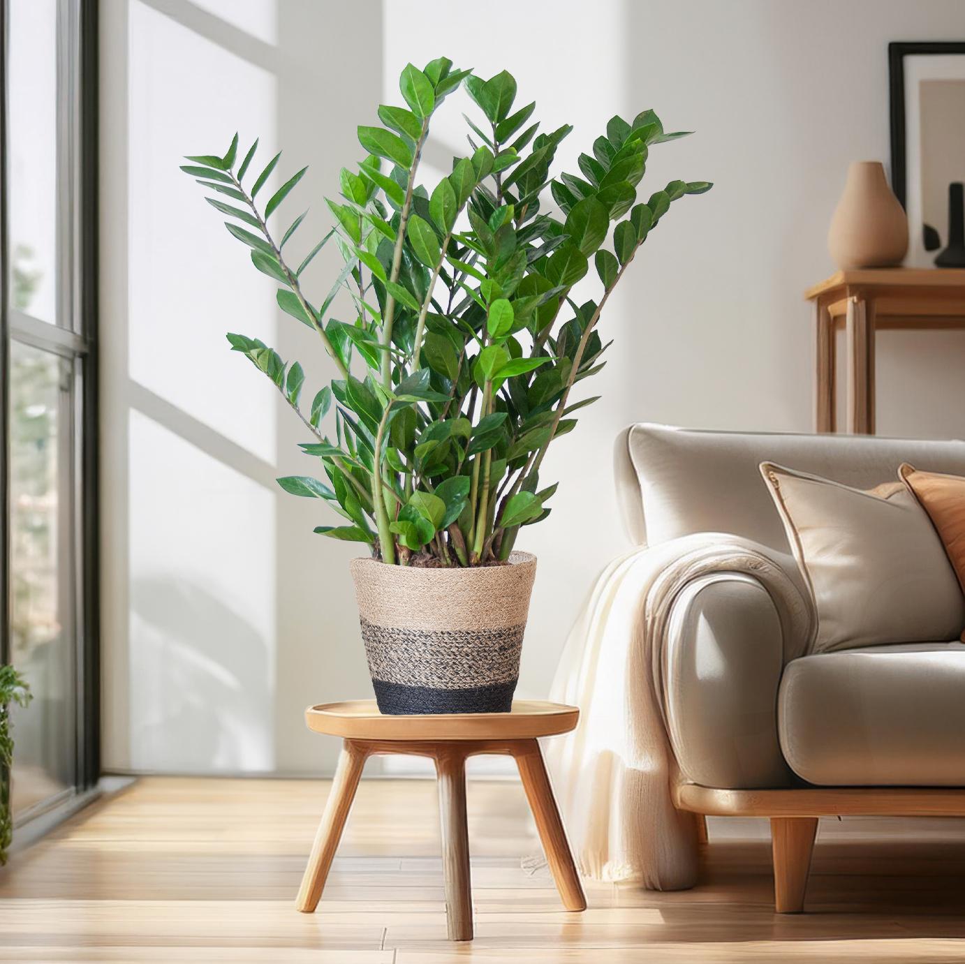 Zamioculcas mit Jutekorb Lissabon Schwarz – 80cm – Pflanzfix24.de - Pflanzfix24.de