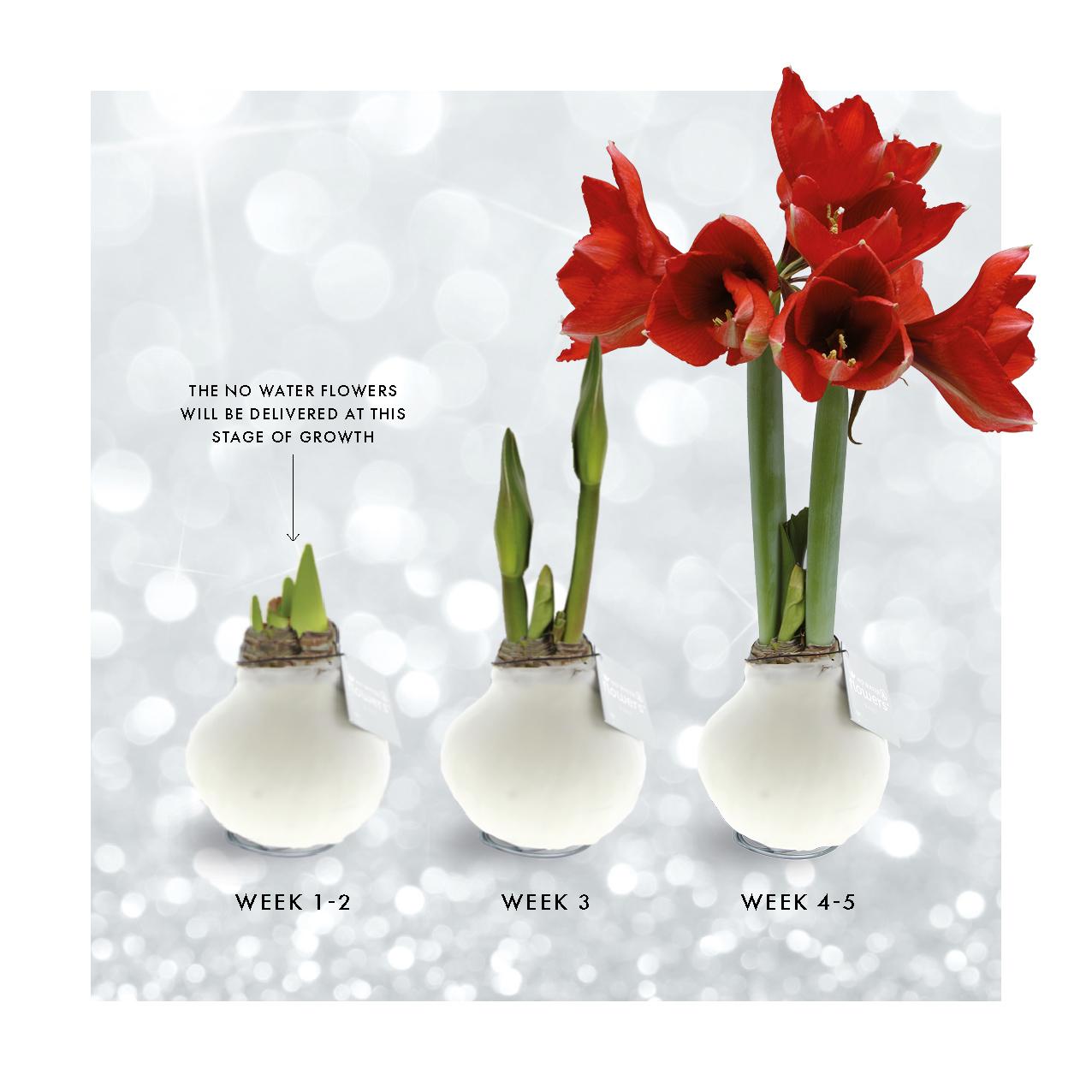 No Water Flowers® Fashionz Xmas Fun Silly - Rudolp Blue + Red flower - Pflanzfix24