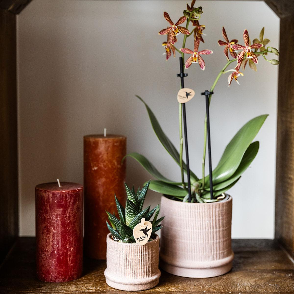 Bali Blumentopf Sand Ø9cm - Minimalistischer Keramiktopf mit Rillenstruktur | Pflanzfix24.de - Pflanzfix24.de