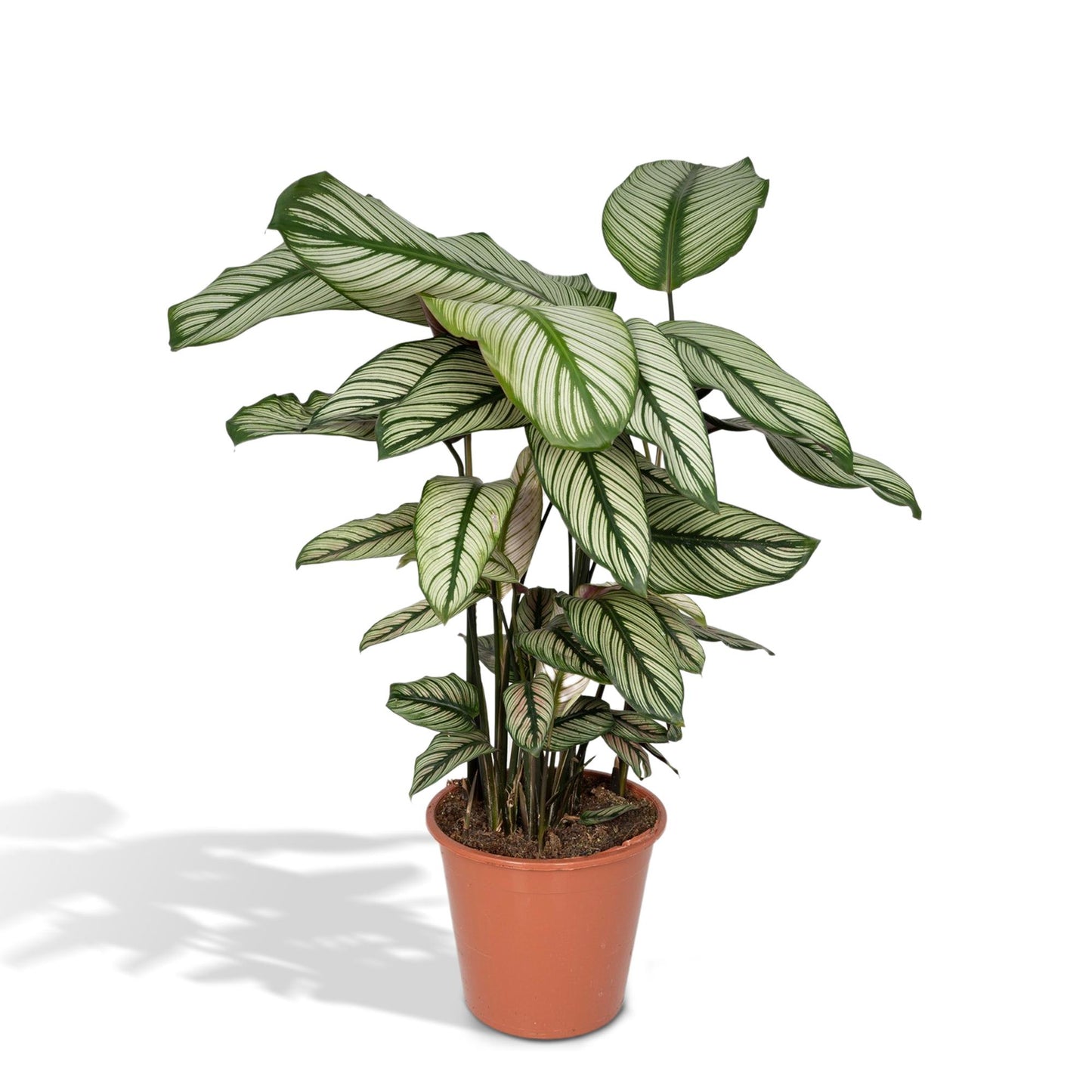 Calathea Whitestar - pflanzfix24