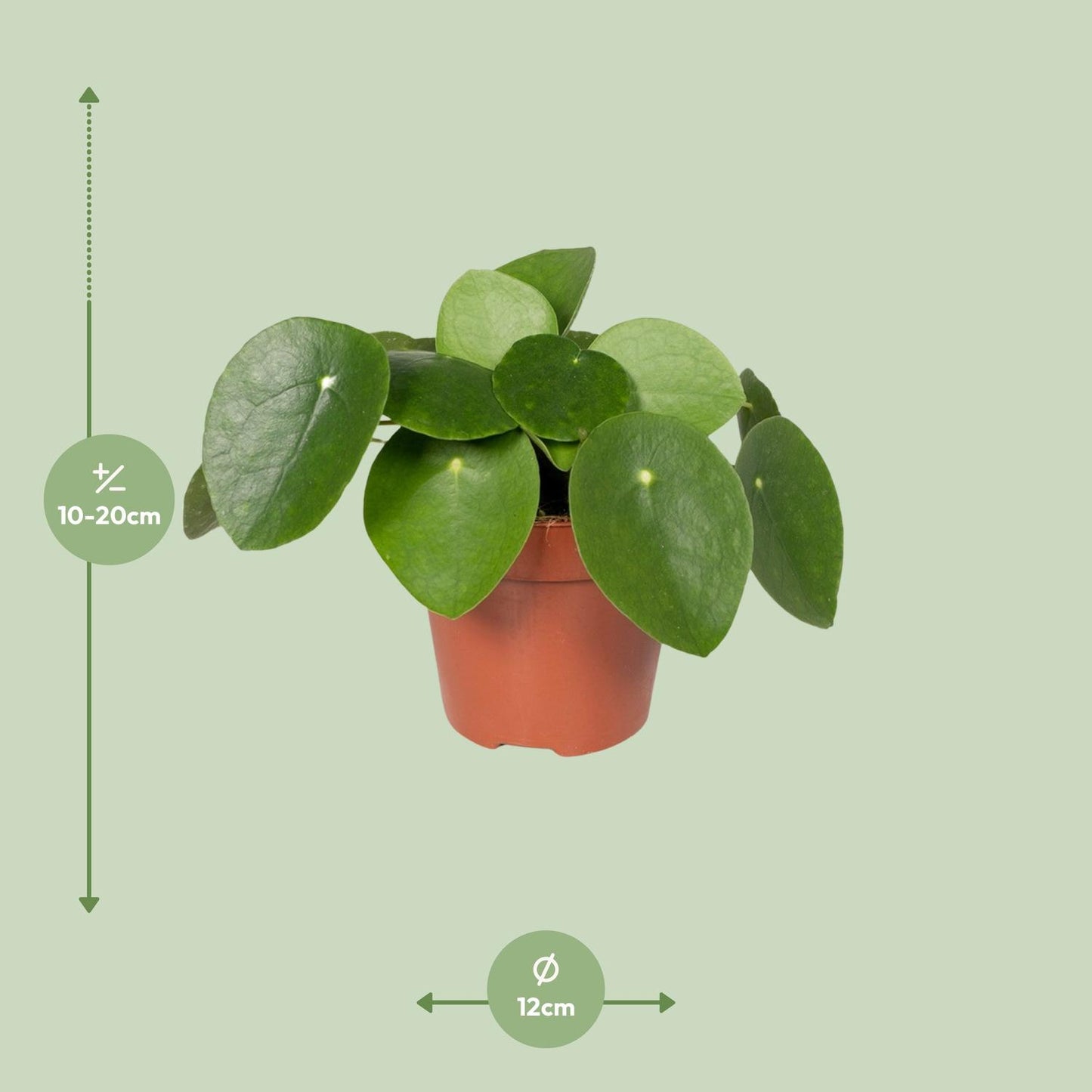 Pilea Peperomioides „Pfannkuchenfabrik“ Ø12cm – Aluminium-Pflanze | Pflanzfix24.de - Pflanzfix24.de