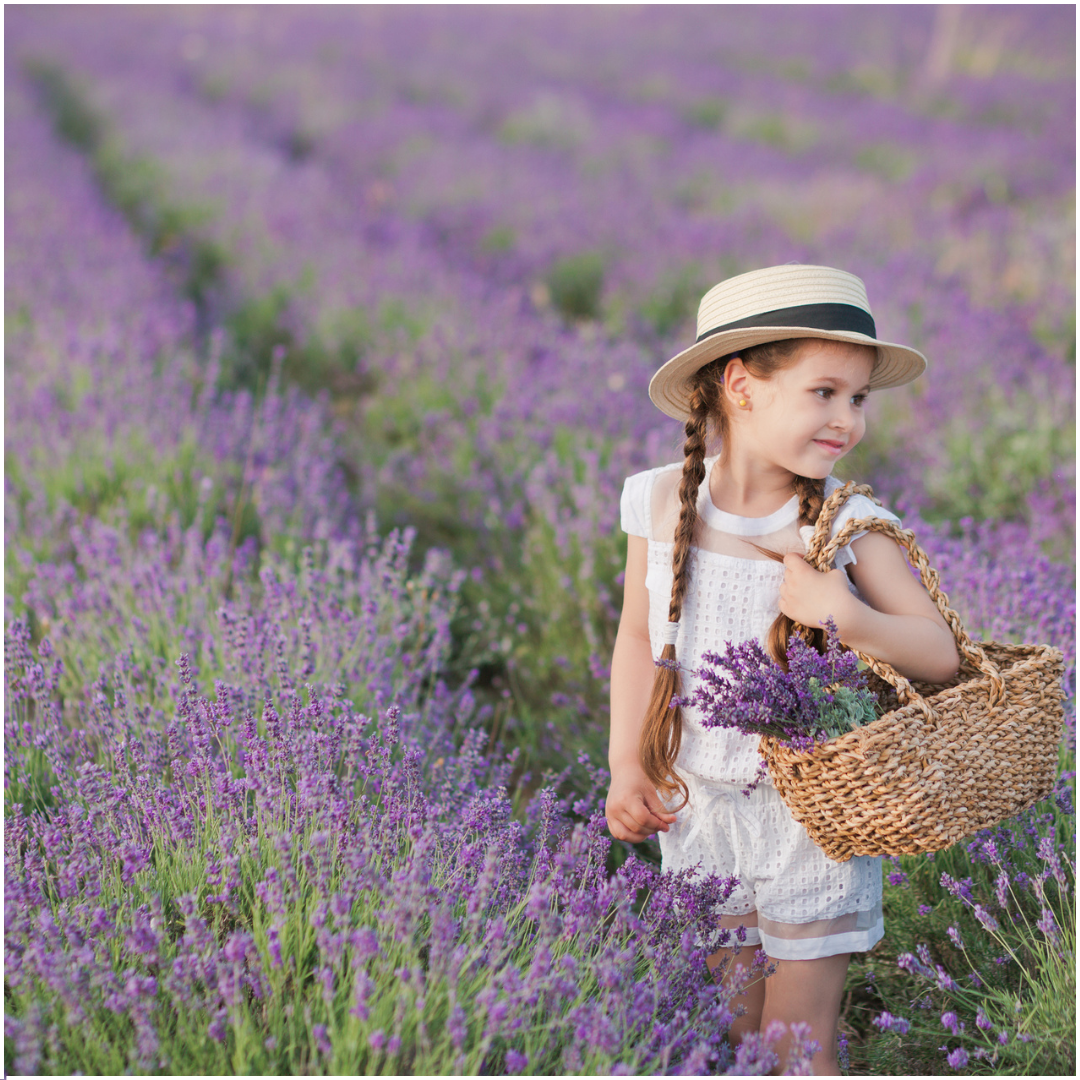 12 x 6er Set Lavendel angustifolia - pflanzfix24