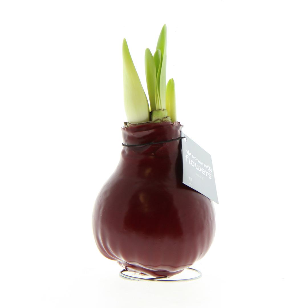 No Water Flowers® (wax amaryllis) | Waxz® Colours - Bordeaux + Red flower - Pflanzfix24