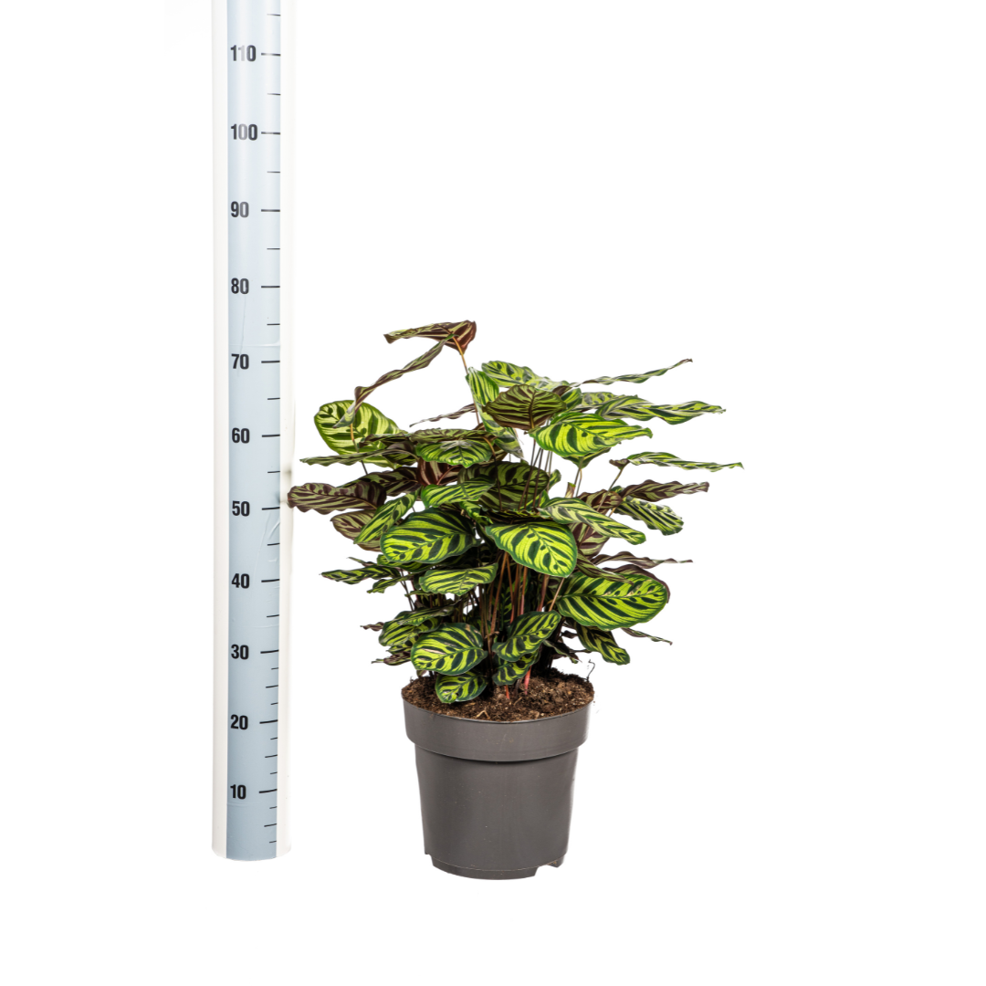 Calathea Makoyana Ø27cm - ↕60 - 80cm - Pflanzfix24.de - Pflanzfix24.de