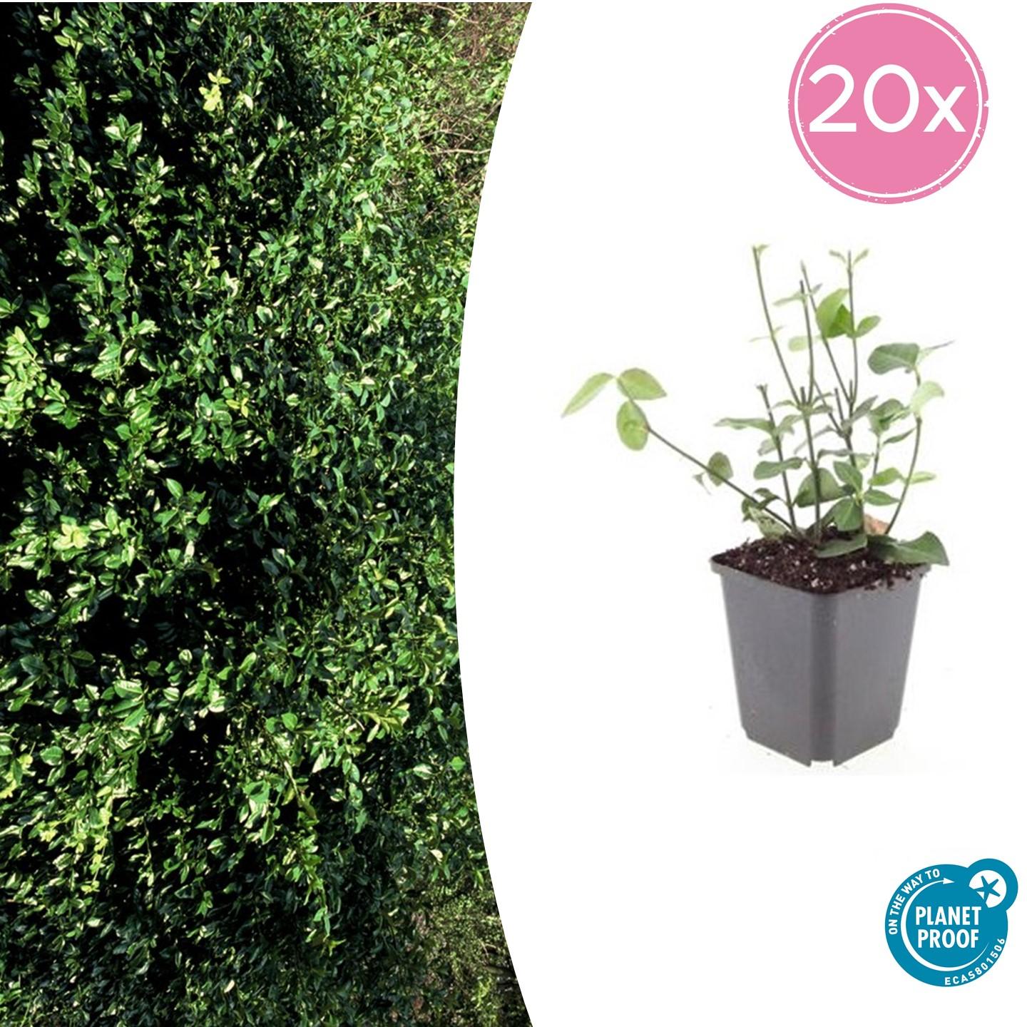 20er-Set Euonymus fort. 'Coloratus' - Winterharter Zierstrauch - Pflanzfix24.de - Pflanzfix24.de