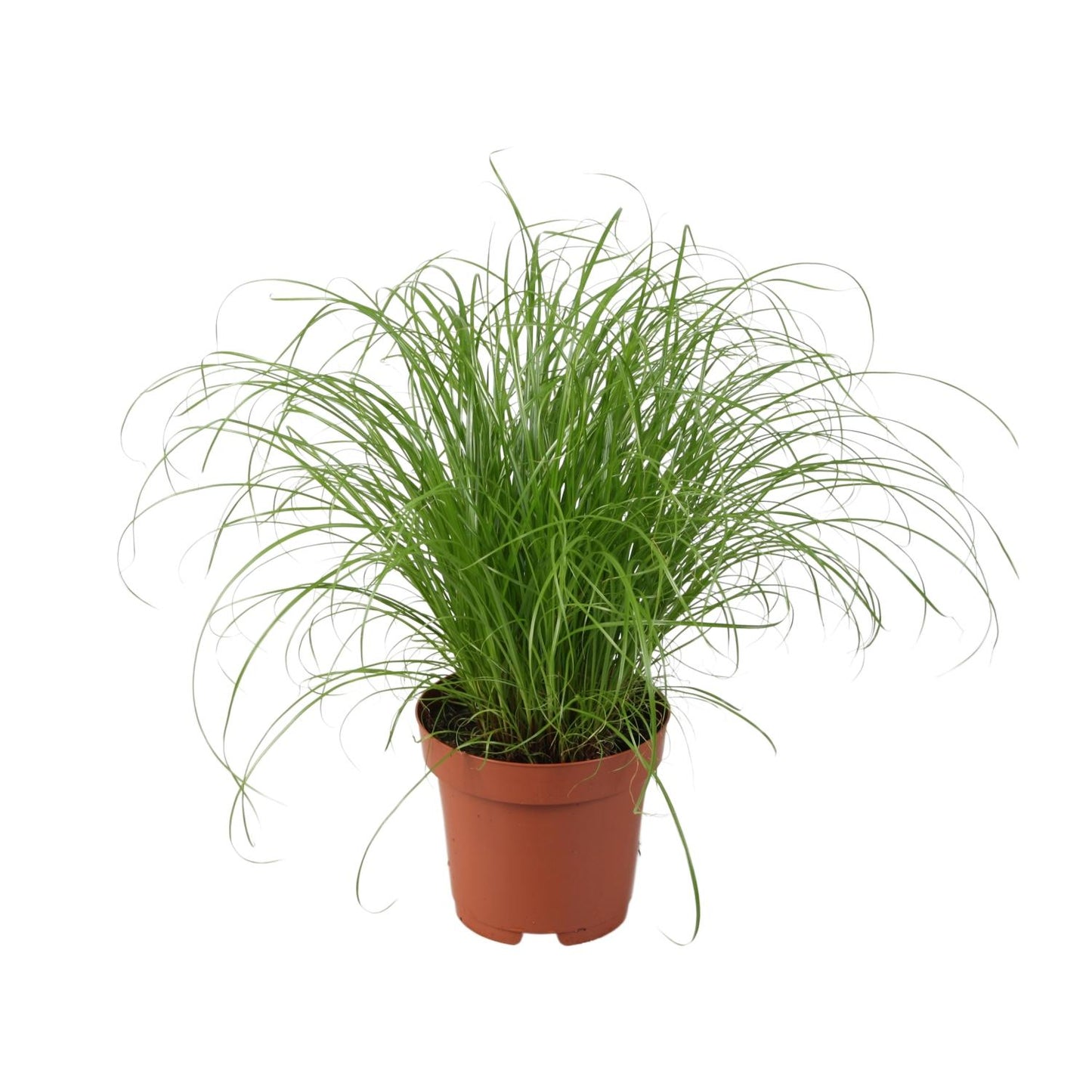 Cyperus Alternifolius Zumula - Ø12cm - ↕28cm - Pflanzfix24.de - Pflanzfix24.de