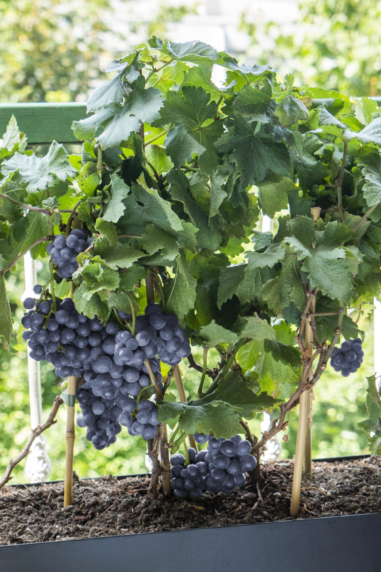 Vitis Pixie Pinot Noir Ø21 cm – Zwergweinrebe | Pflanzfix24
