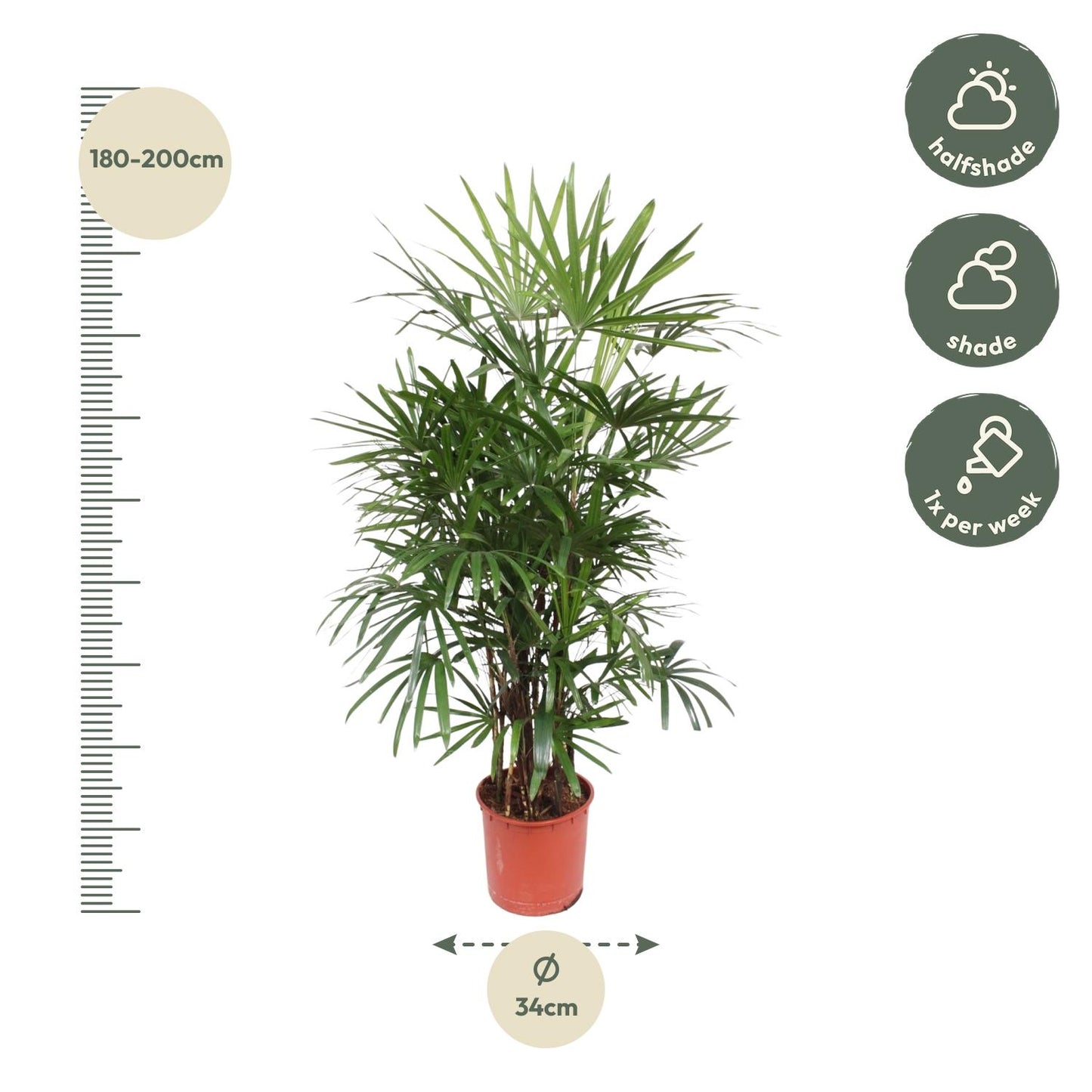 Rhapis Excelsa Damenpalme 190 cm Ø34 – Pflanzfix24