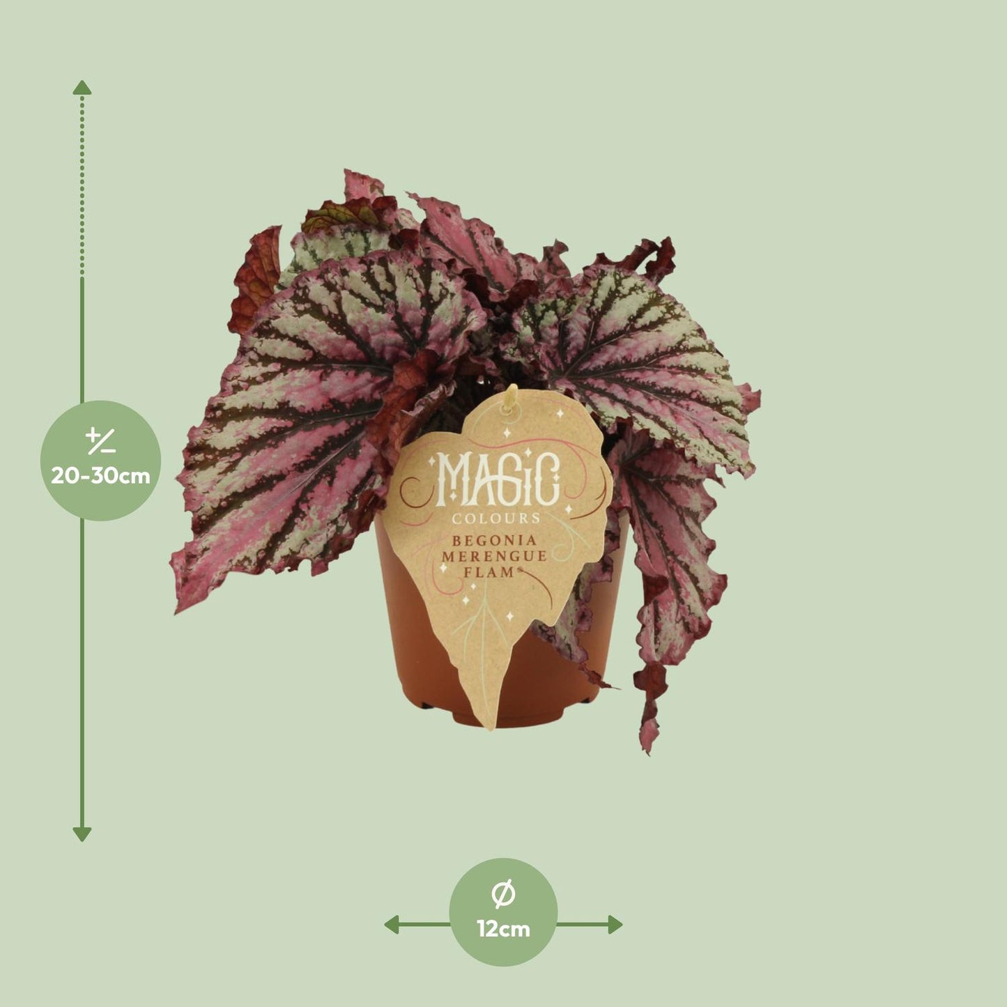 Begonia Rex Merenque - Ø12cm - ↕25cm - Pflanzfix24