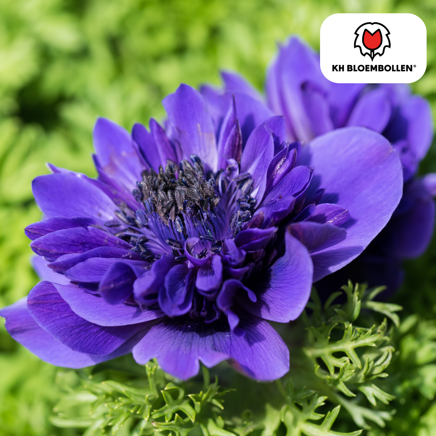 Anemonen dubbel 30 stuks - Pflanzfix24