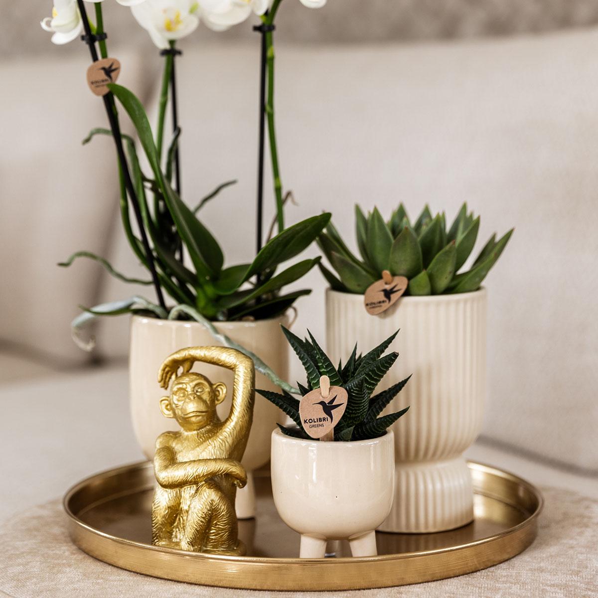 Pflanzset Luxury Living – Orchidee & Grünpflanzen | Pflanzfix24.de - Pflanzfix24.de
