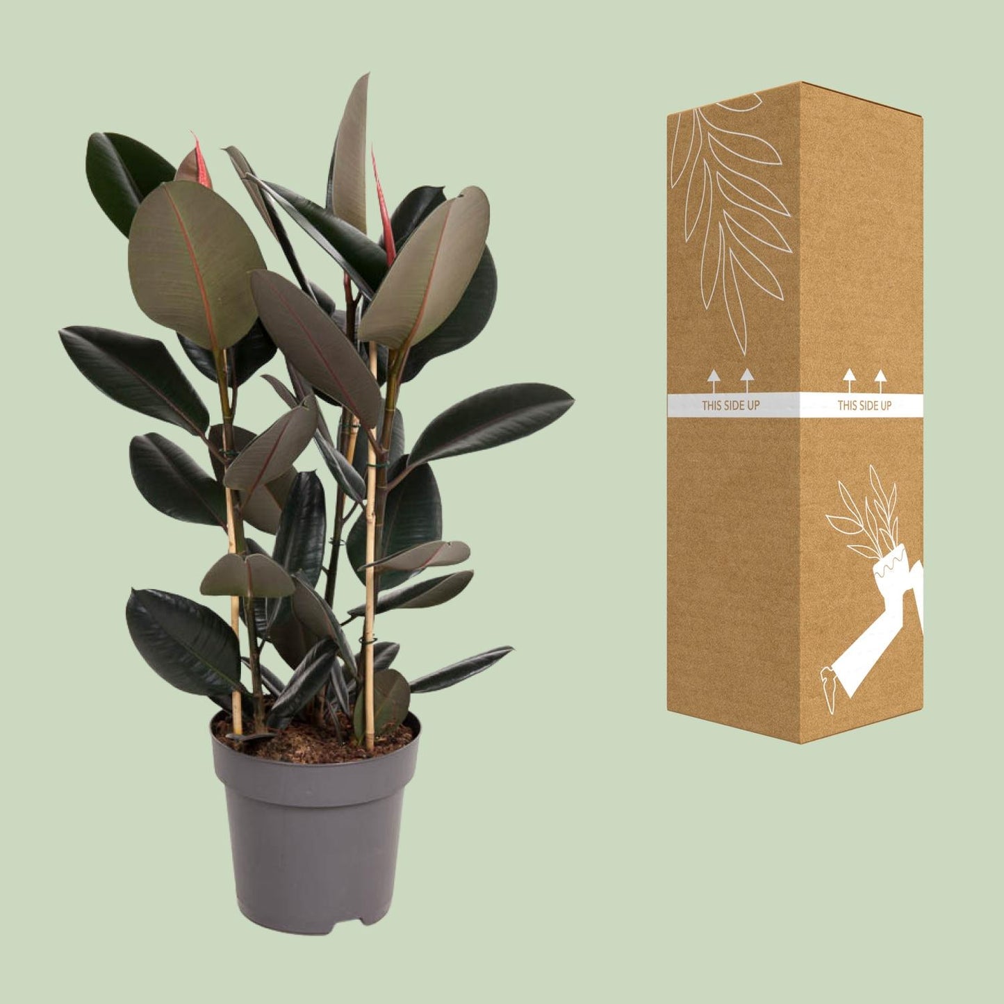 Ficus Elastica Abidjan - Ø27cm - ↕90cm - Pflanzfix24