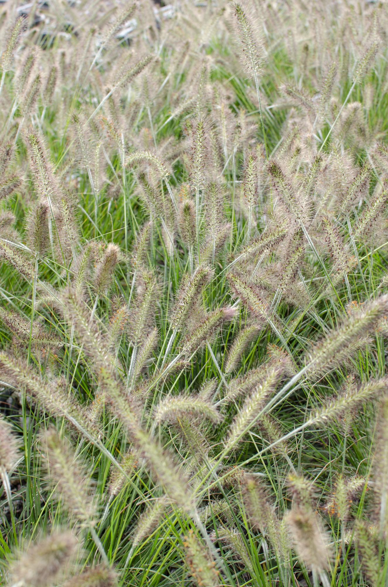 Pennisetum alopecuroides 'Hameln' - Ø19cm - Pflanzfix24