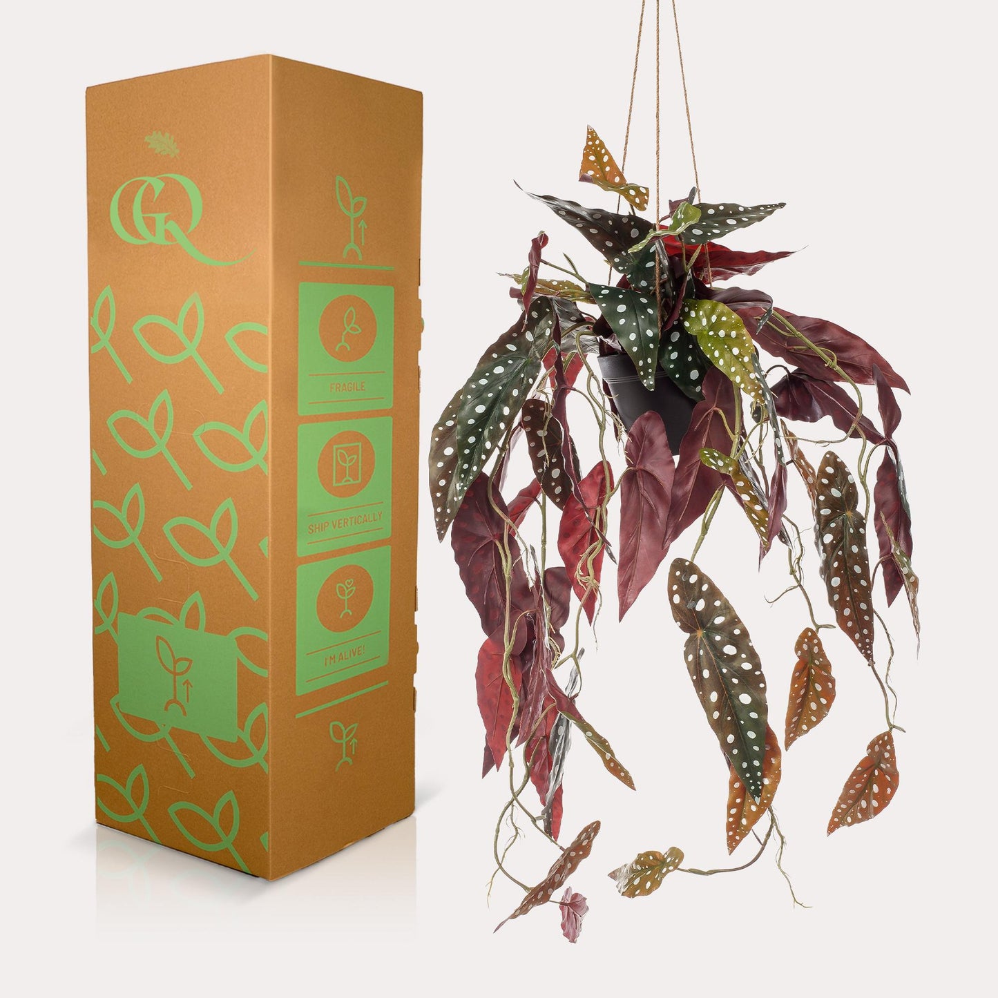 Kunst-Begonia Maculata 80 cm – Pflanzfix24.de - Pflanzfix24.de