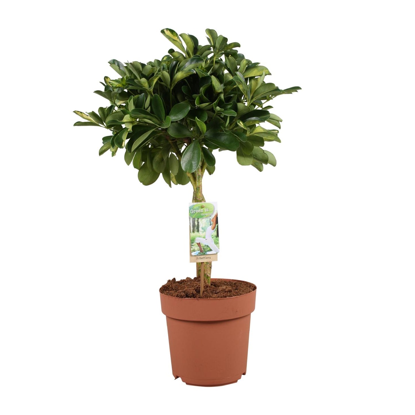 Schefflera Arboricola Gerda - Ø21cm - ↕80cm | Pflanzfix24