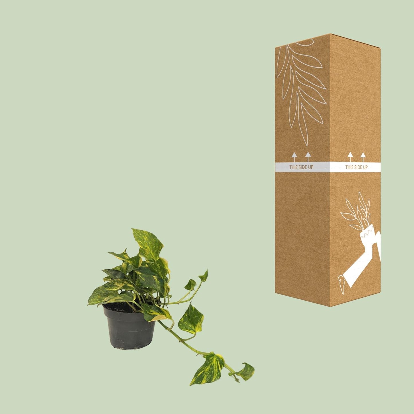 Scindapsus Epipremnum N'joy Gold - Ø12cm - Pflanzfix24