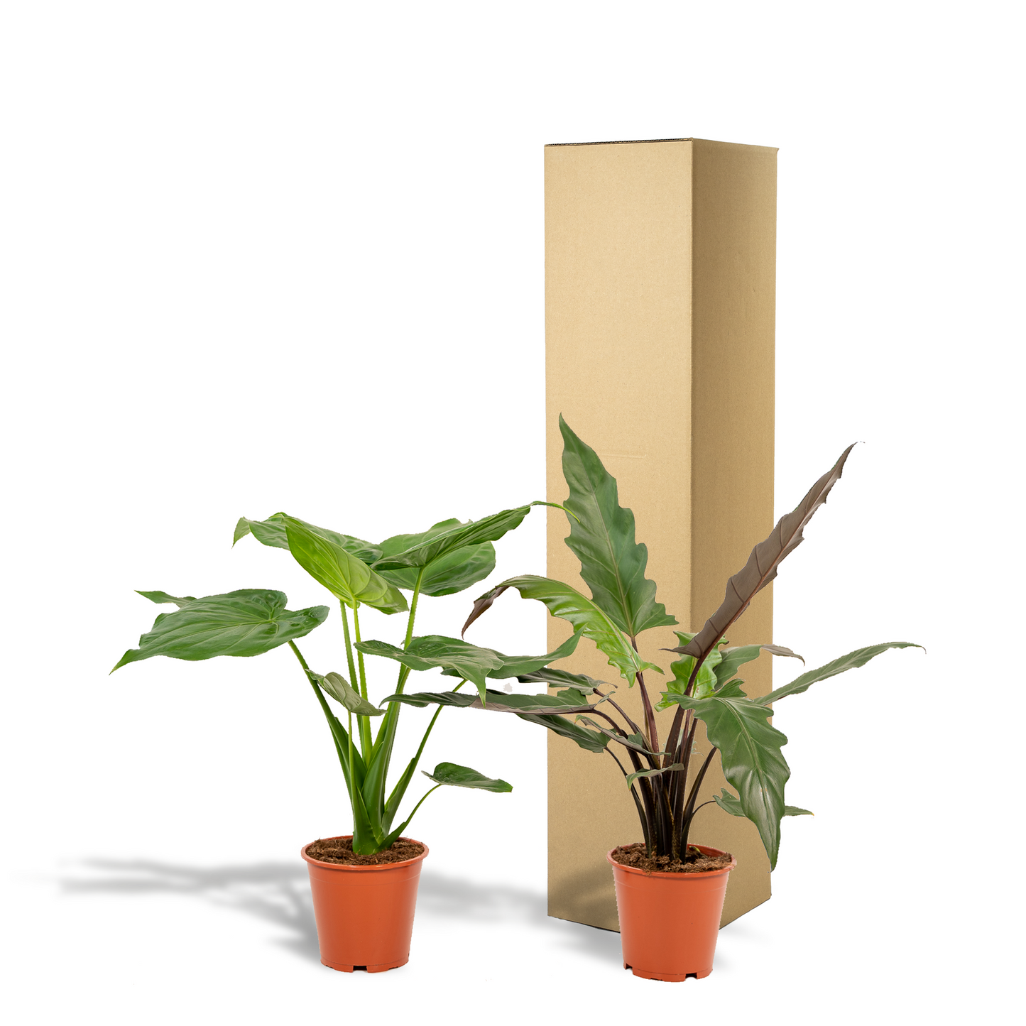 Alocasia Cucullata & Lauterbachiana Set - Ø19cm - ↕60-75cm - Pflanzfix24.de - Pflanzfix24.de