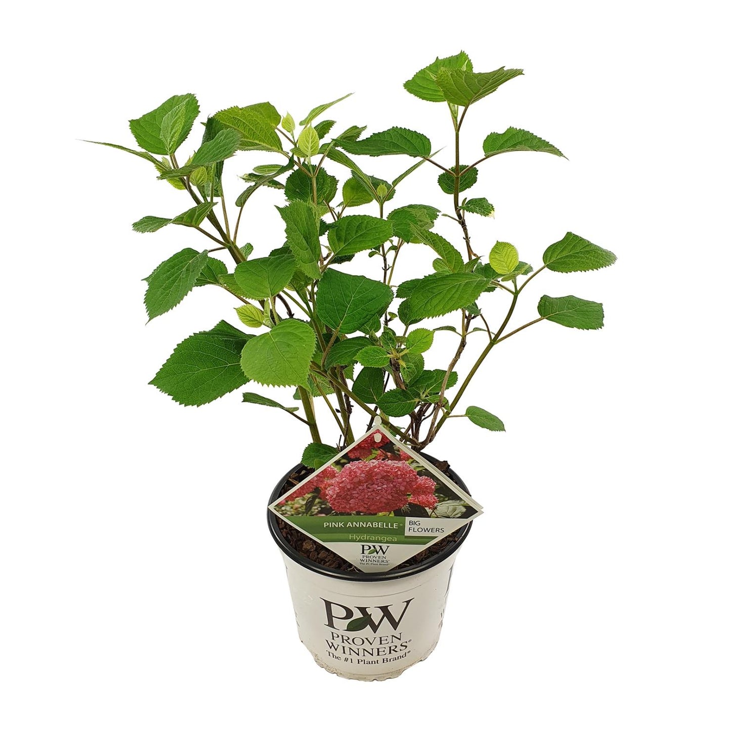 Endlose Hortensie 'Pink Annabelle' - Ø19cm - ↕30cm - Pflanzfix24.de - Pflanzfix24.de