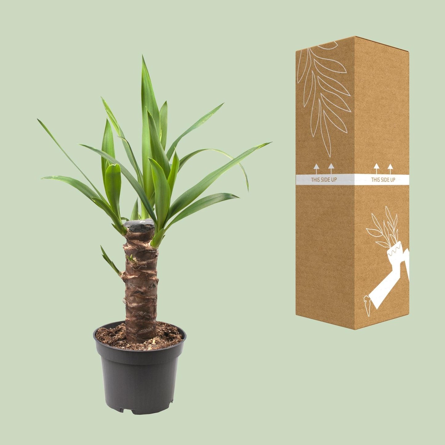Yucca Elephantipes - Ø12cm - ↕30cm - Pflanzfix24