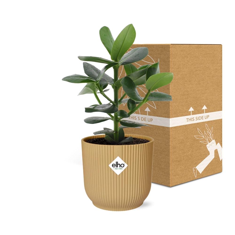 Clusia Princess in ELHO Vibes Fold 14cm geel - pflanzfix24