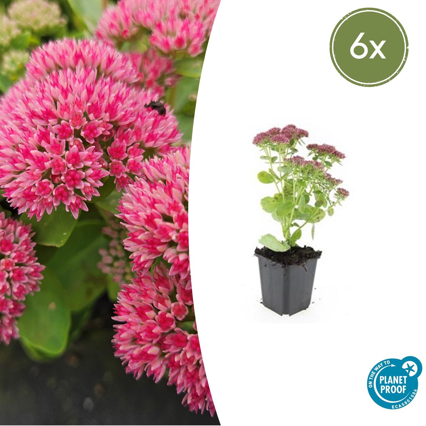 6x Sedum 'Herbstfreude' - ↕10-25cm - Ø9cm bei Pflanzfix24.de - Pflanzfix24.de